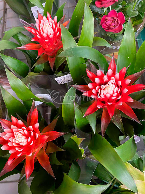 Guzmania 'Ostara' 6/tray - Avenir shop