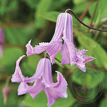 Blue angel clematis hi-res stock photography and images - Alamy