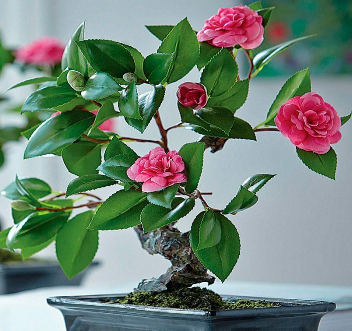 Buy High Fragrance Camellia Tree | FREE SHIPPING