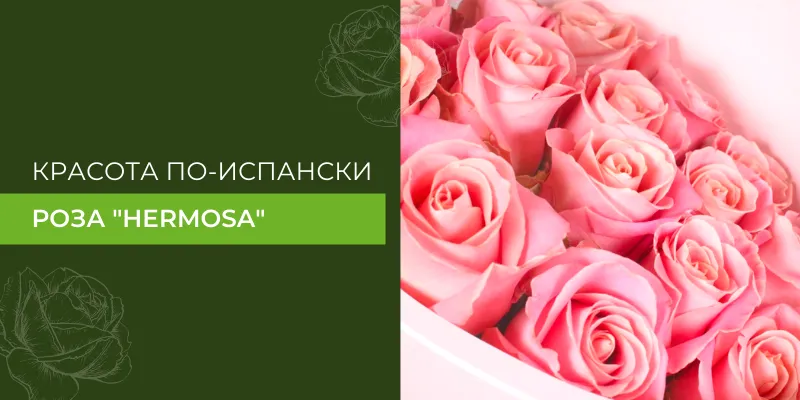 Ecuanrose, Tessa, Dali, Fiorella: розы оптом с премиум ...