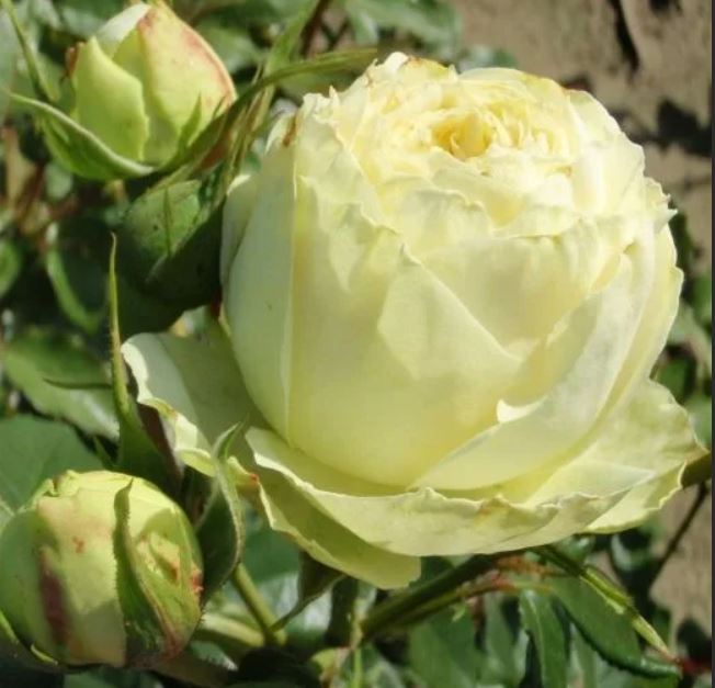 Rosa 'Lemon Rokoko', Роза флорибунда ...