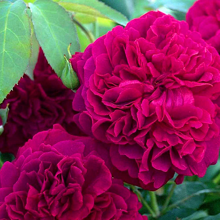 Rosa 'William Shakespeare 2000' — Википедия