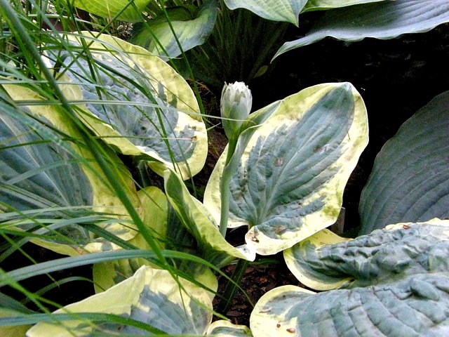 Hosta - Snow Cap - Les Vivaces du Merle Bleu