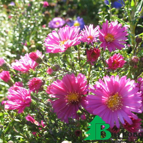 Aster dumosus Jenny ...