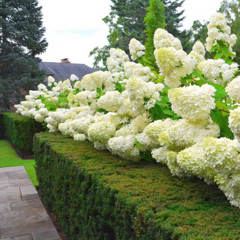 купить саженцы Hydrangea ...