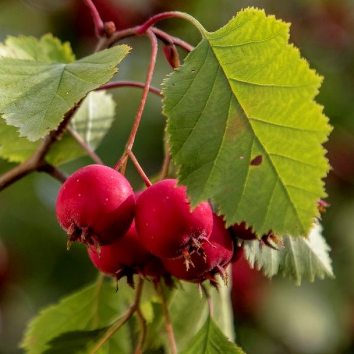 Лунария (Lunaria) – как вырастить сухоцвет с необычными ...