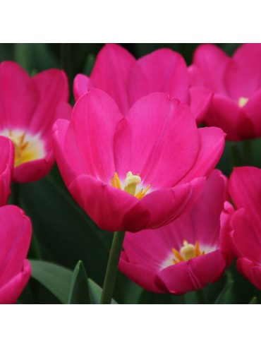 Tulipa Bulb Triumph Pink Ardour Tulip | SiteOne