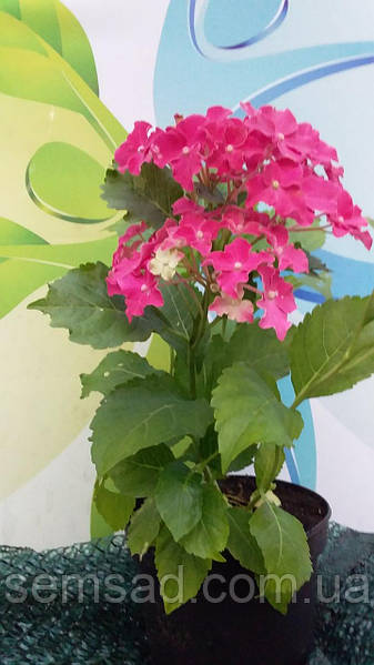 Гортензия крупнолистная Спайк (Hydrangea macrophylla Spike ...