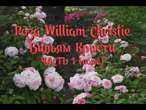 Купить Уильям Кристи / William Christie | Садовый центр ...