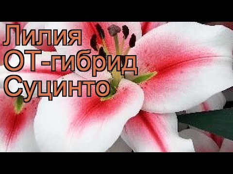 Лилии лилиивсе_Суцинто - купить по ...