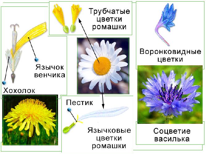 Половое развитие покрытосеменных. 6 класс. Тест.