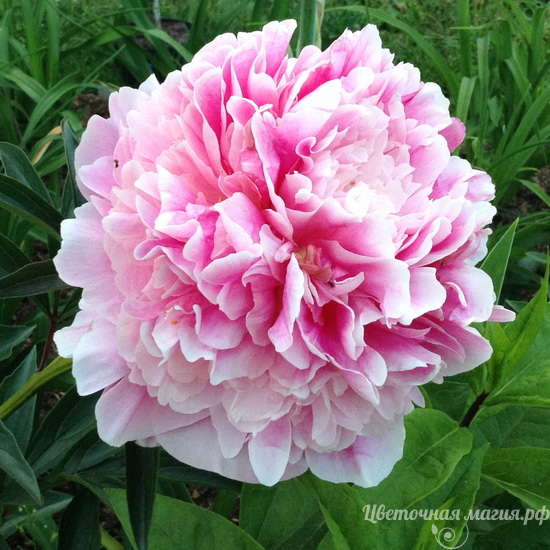 Пион ОСВОБОДИТЕЛЯМ КИЕВА 🌸🌿 Paeonia LIBERATORS OF KIEV ...