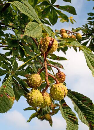 Каштан конский обыкновенный Aesculus hippocastanumком+сетка ...