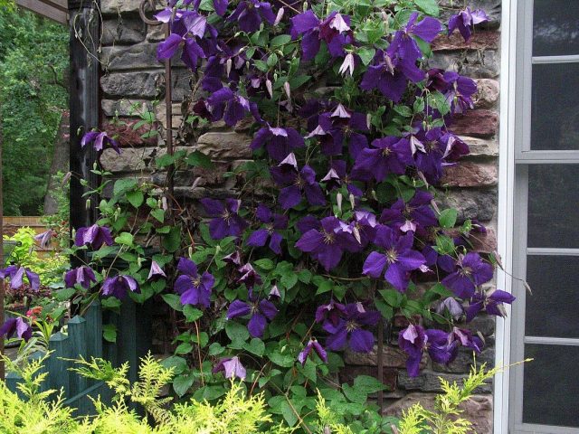 Клематисы Клематис Жакмана Пурпуреа (Clematis Jackmanii ...