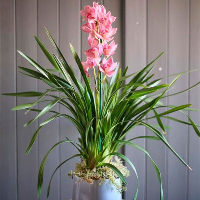 Cymbidium large flowered Winterbird 'Early White' CYMB T ...