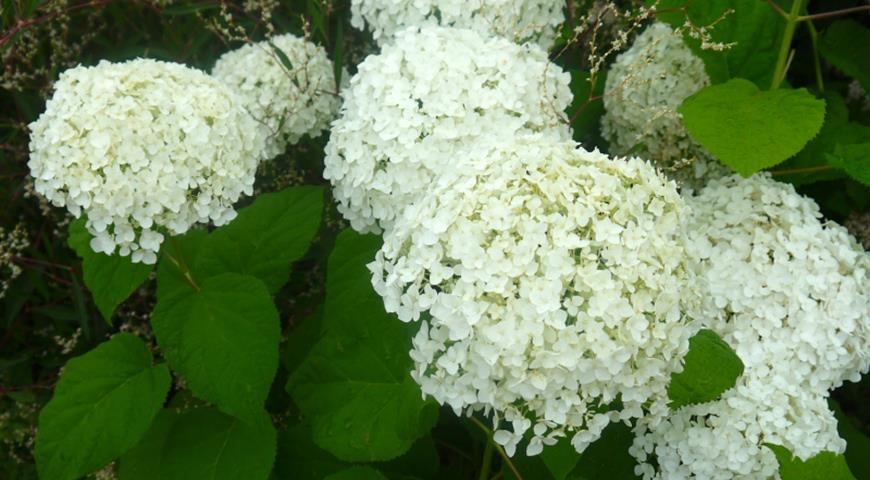 Гортензия древовидная (Hydrangea arborescens): описание и ...