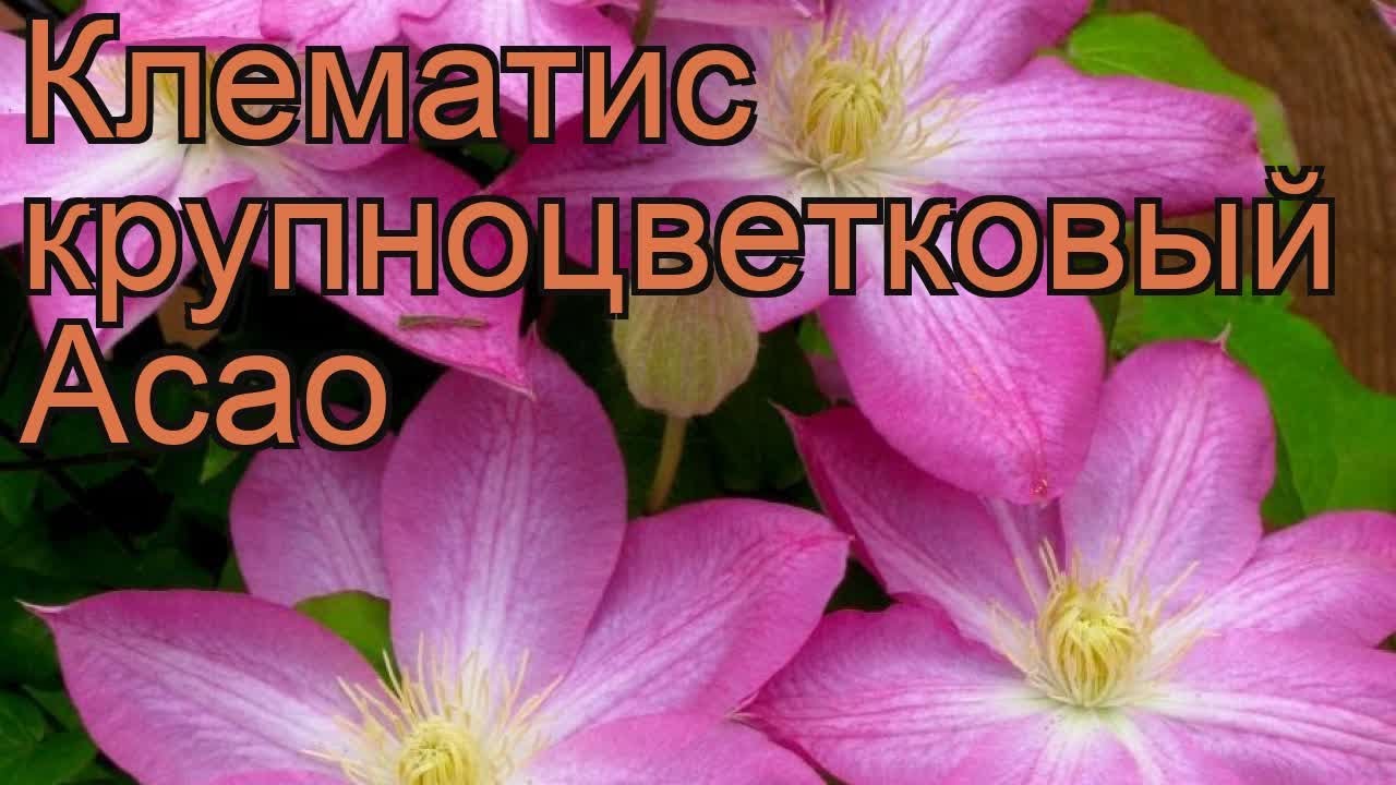 Клематис Тай Дай 'Tie Dye' - необычный цветок