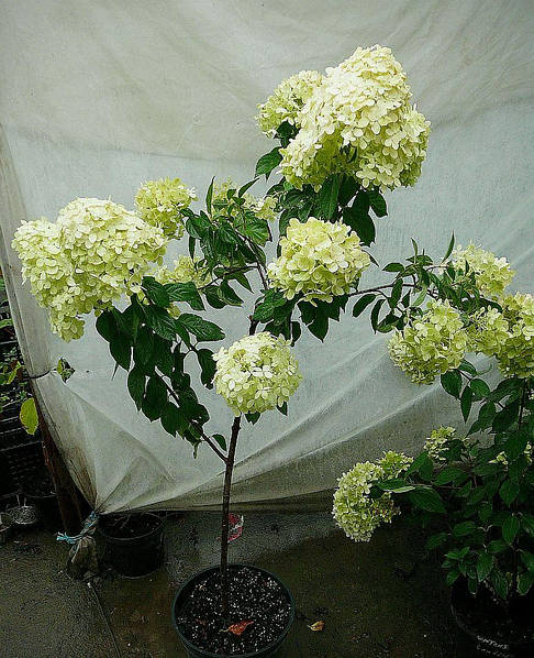 Hydrangea paniculata 'Limelight'|landshaft.info