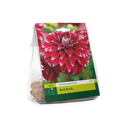 Dahlia Red Rock – Jack the Grower