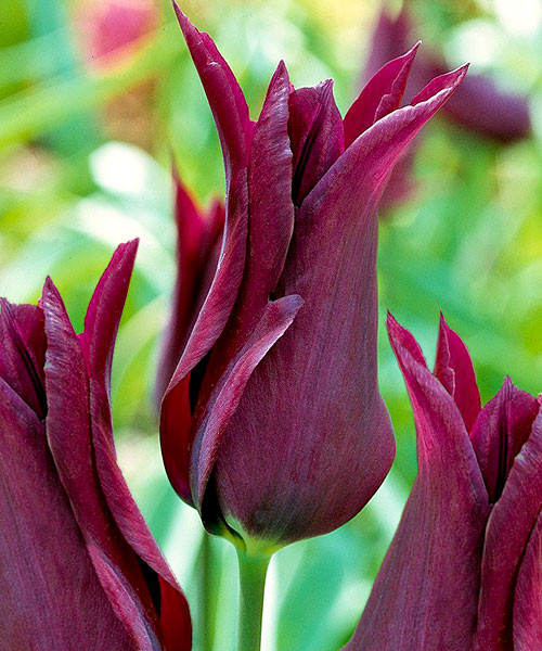 Тюльпан Перпл Валли Tulipa Purple Valli ...