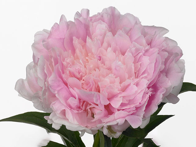 Пион Paeonia Pink Giant