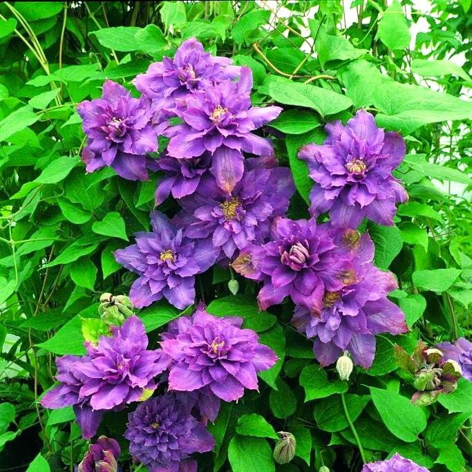 Clematis Crystal Fountain ...