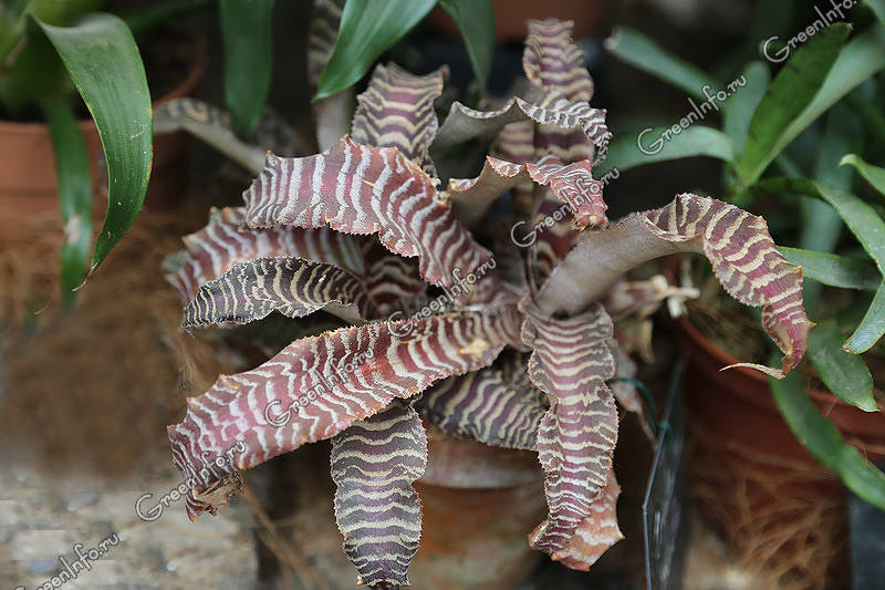 Криптантус, Cryptanthus, бромелевые, земляная звезда ...