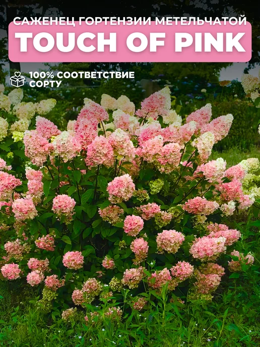 Гортензия метельчатая Тач оф Пинк (Touch of Pink) купить с ...