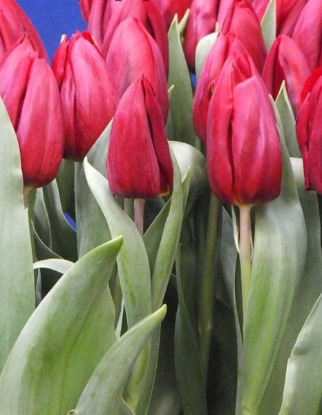 Купить оптом Tulipa En Strong Love ...