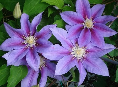 Клематис Барбара Джекман. (Clematis 'Barbara Jackman') купить ...