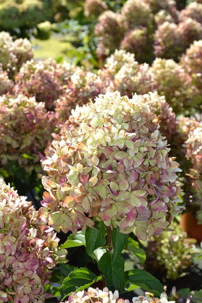 Гортензия метельчатая Лаймлайт (Hydrangea paniculata Limelight)