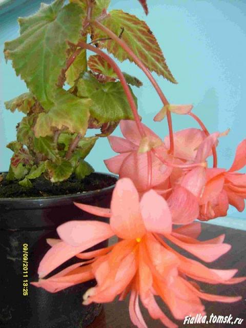 Архів :: Просмотр темы - Brevirimosa (Begonia exotica)