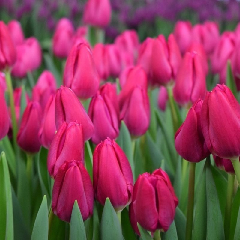 Купить Pink Ardour тюльпаны оптом в Минске beltulips