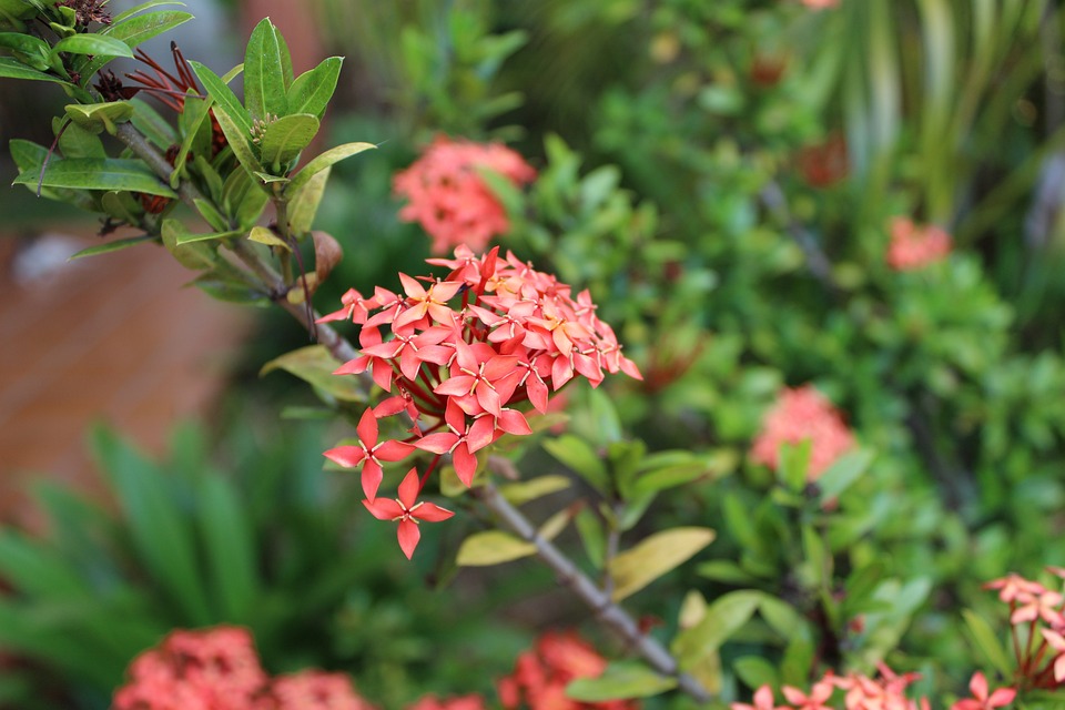 Китайский Ixora Цветы Розовые - Бесплатное фото на Pixabay