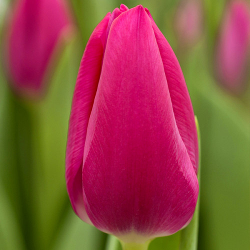 Tulipa 'Pink Ardour'... stock photo by Dave Zubraski, Image ...