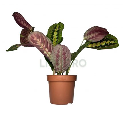 Anthurium hot lips | ANTAND | Anthuriums | Все цветы | Все ...