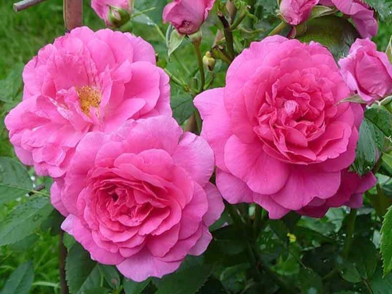 Morden Centennial | Roses' Name