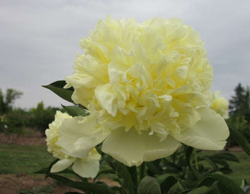 Paeonia suffruticosa 'Spring Willow', Пион древовидный ...