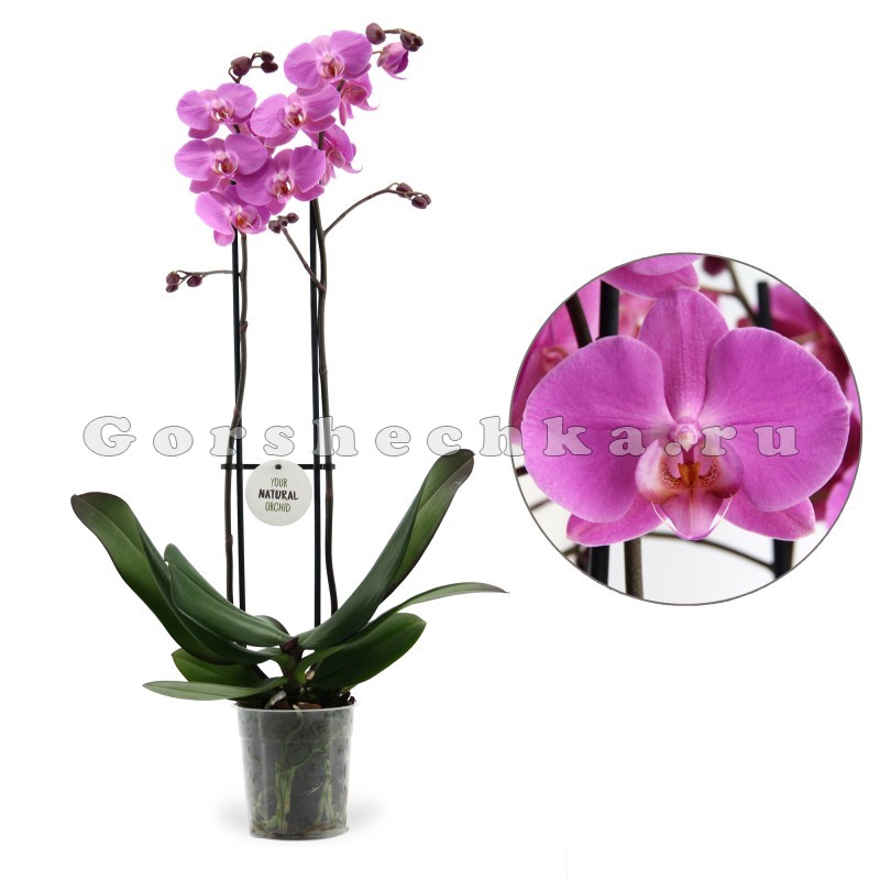 Орхидея Phalaenopsis Las Palmas (отцвел)