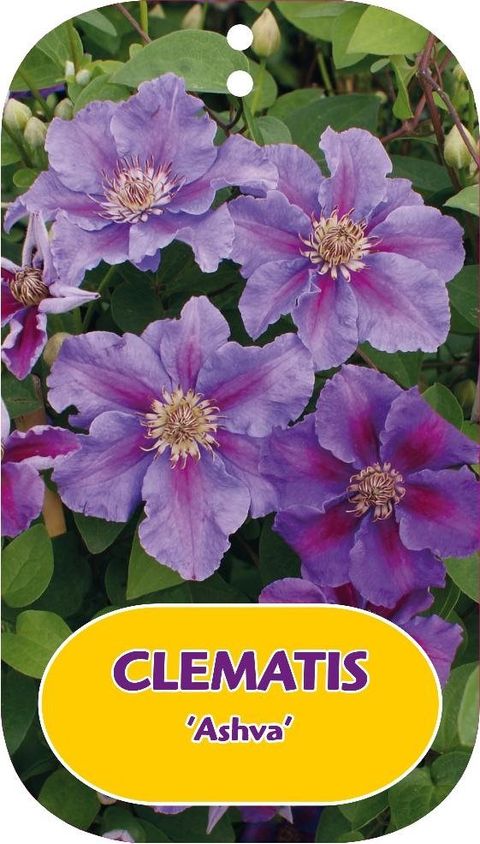 Clematis Hybrid 