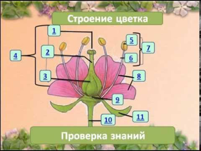 Цветок и его строение