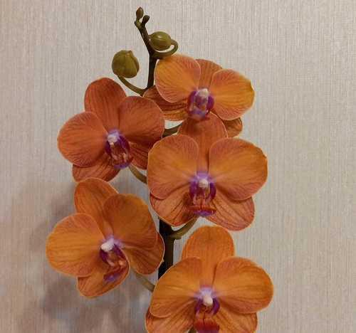 Phal. Carrot Cake peloric - ещё один подарок от мужа ...