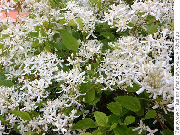 Клематис крупноцветковый Сноу Квин (Clematis florida Snow ...