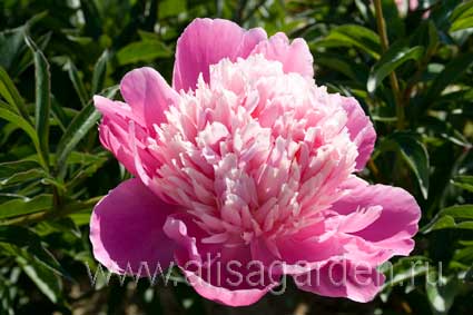 Paeonia JUNIOR MISS ...