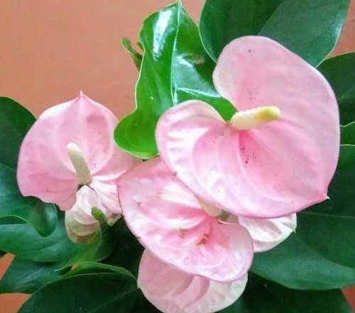 Anthurium Andreanum jambo red