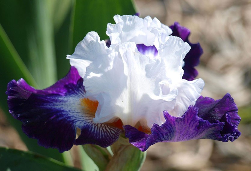 Ирис сибирский (Iris sibirica `Currier ...