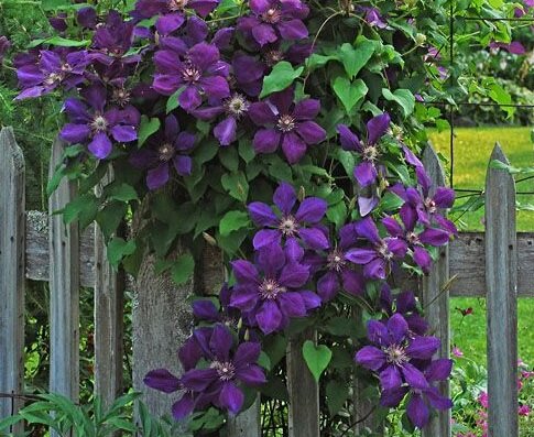 Clematis Gipsy Queen Which Bears Stunning Stock Photo ...