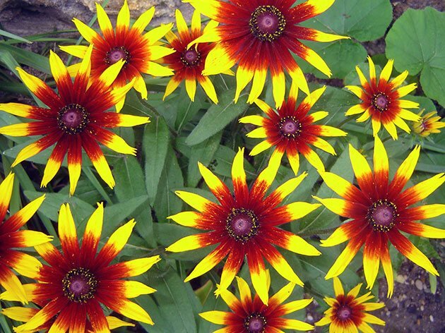 Рудбекия многолетняя (Rudbeckia fulgida) купить в blumgarden.ru