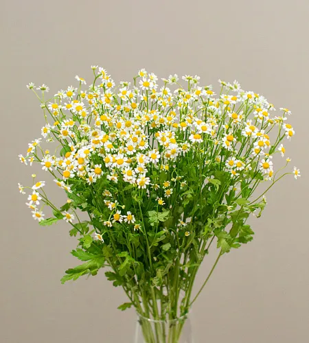 Танацетум матрикария, лат. Tanacetum matricaria купить в ...