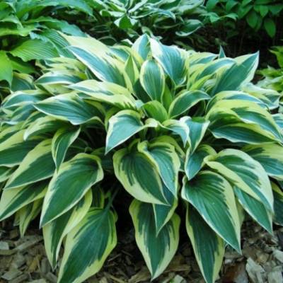 Хоста гибридная Эль Нино (Hosta hybride El Nino) - каталог ...